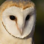 Tyto alba lechuza blanca